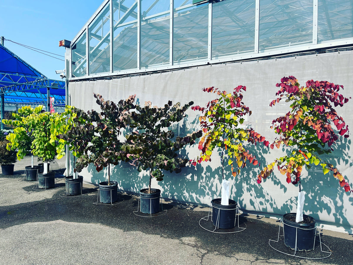 WE HAVE ALL THE NEWEST VARIETIES OF TREES