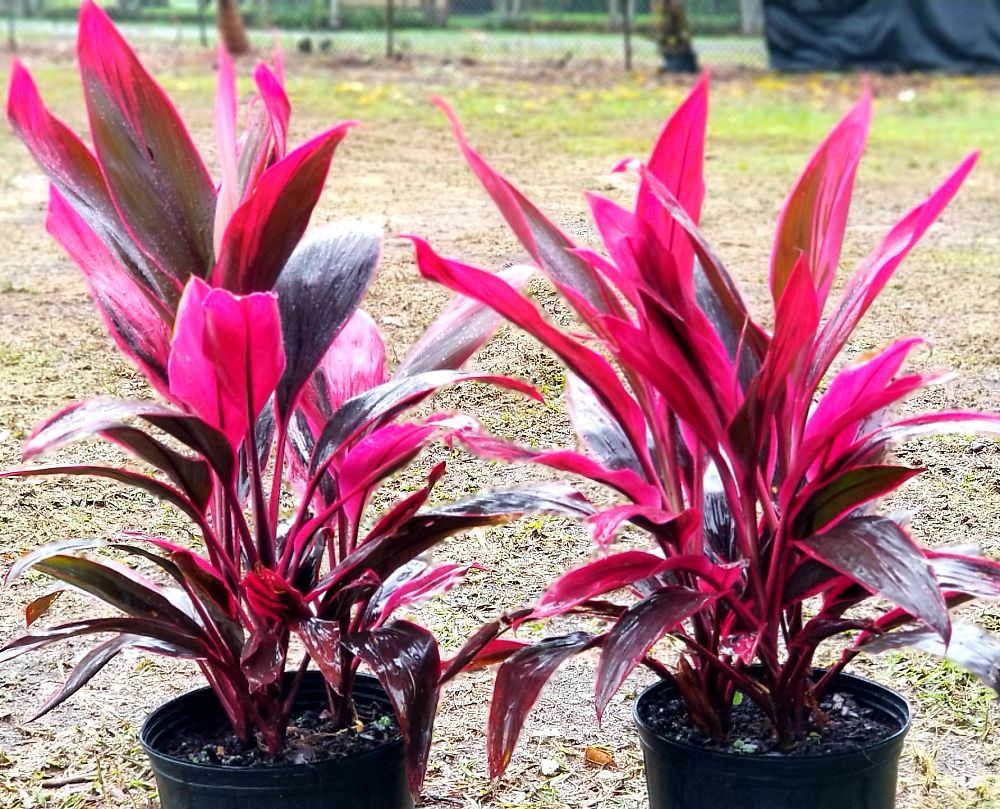 TROPICAL PLANTS - CORDYLINE