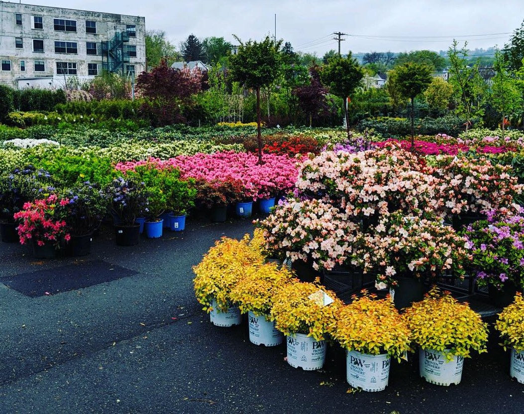 HUGE SELECTION OF EVERY SHRUB YOU CAN THINK OF