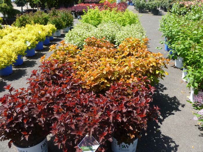 ACCENT SHRUBS WILL GIVE YOUR LANDSCAPE THE SPECIAL LOOK