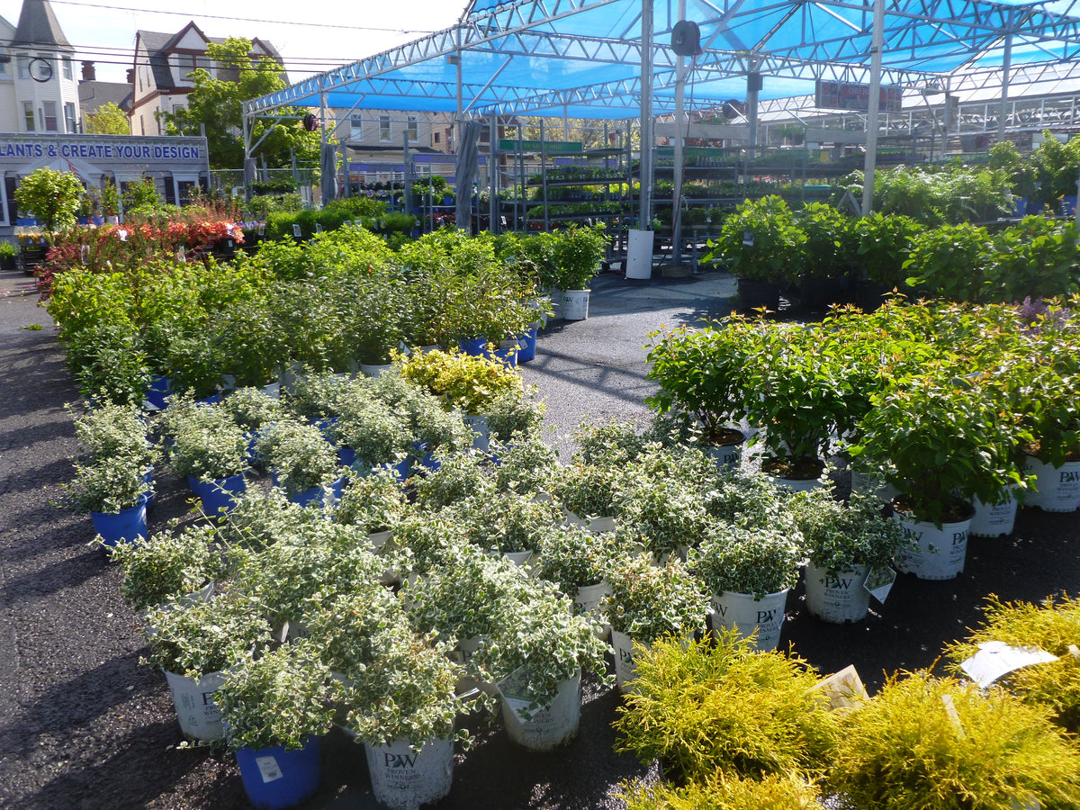 SHRUBS, TREES, FLOWERS, PERENNIALS ARE EVERYWHERE!