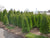 PRIVACY SHRUBS & TREES, EMERALD GREEN ARBORVITAE, GREEN GIANT ARBORVITAE