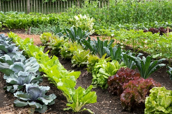 ORGANIC GARDEN VEGETABLES