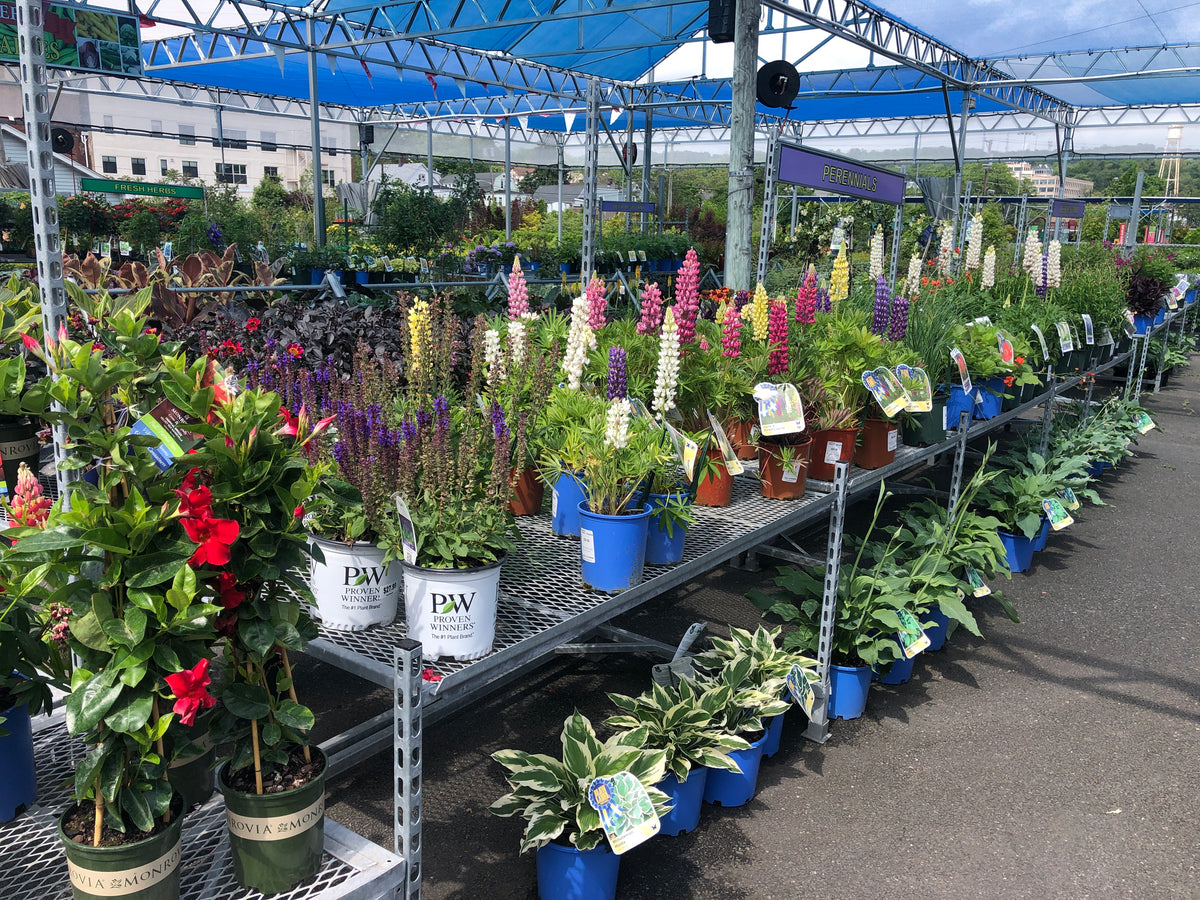 PERENNIAL FLOWERS IN THE FULL SUN AREA