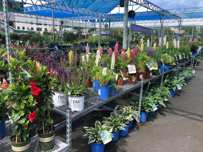 PERENNIAL FLOWERS IN THE FULL SUN AREA