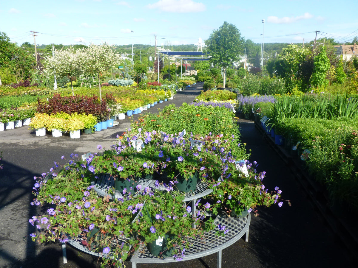 PERENNIAL FLOWERS - PERENNIAL GERANIUMS