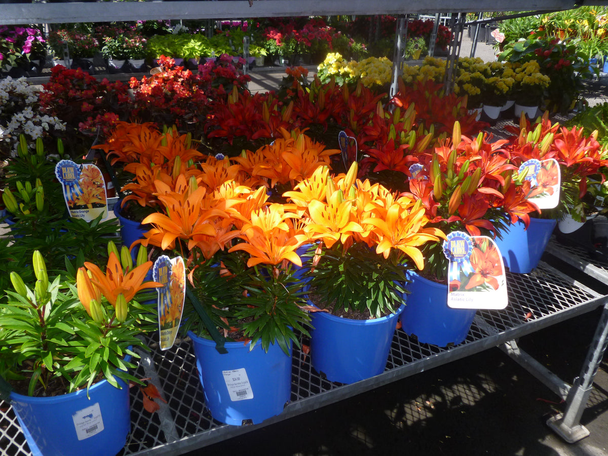 PERENNIALS FLOWER - MID SPRING BLOOMS