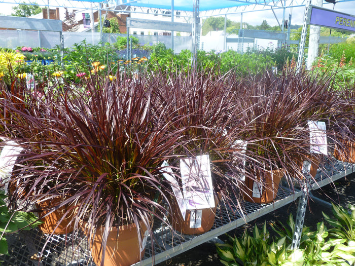 ORNAMENTAL GRASSES - DECORATIVE