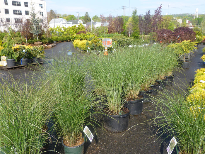 ORNAMENTAL GRASS - TALL GROWER