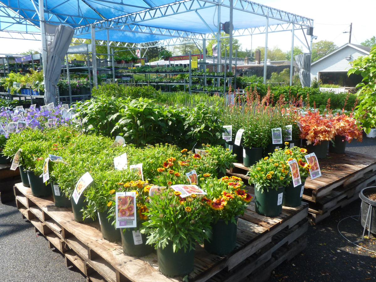 PERENNIAL FLOWERS - DROUGHT TOLLERANT