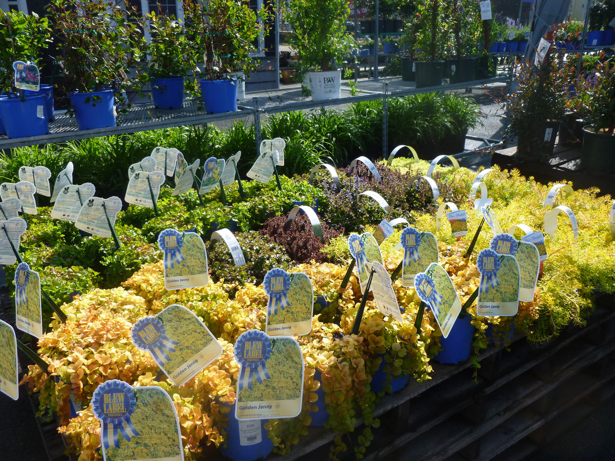 GROUNDCOVER PERENNIALS