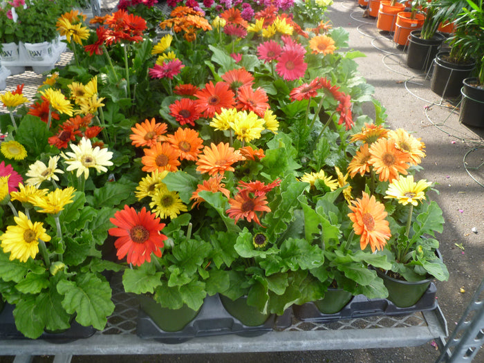 GERBER DAISY