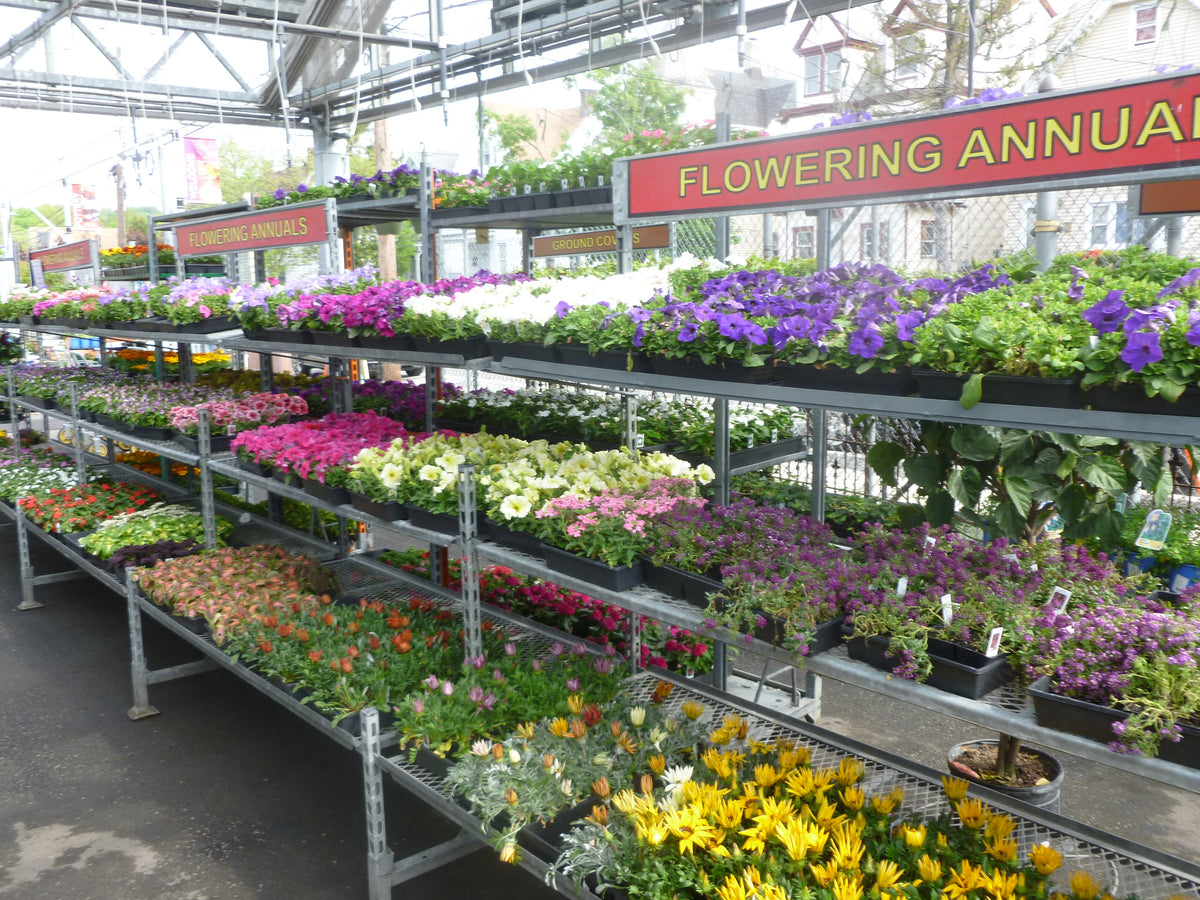 FLATS OF ANNUAL FLOWERS