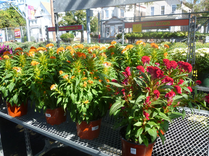 LARGE POTTED ANNAUL FLOWERS