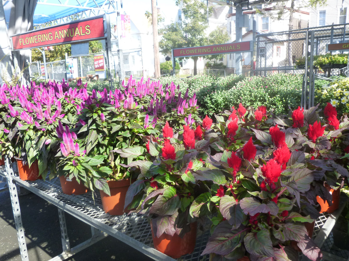 ANNUALS  - LARGE POTTED FLOWERS