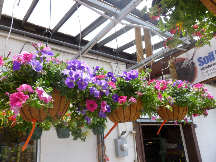 HANGING BASKETS - THE BIG COCO FLOWER BASKETS