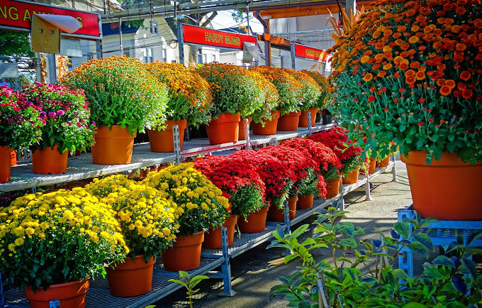 MUMS - LARGE POTS