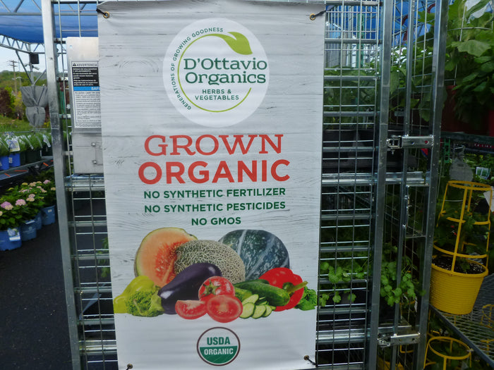 ORGANIC VEGETABLE PLANTS