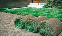 Premium Blue Grass Blend Sod