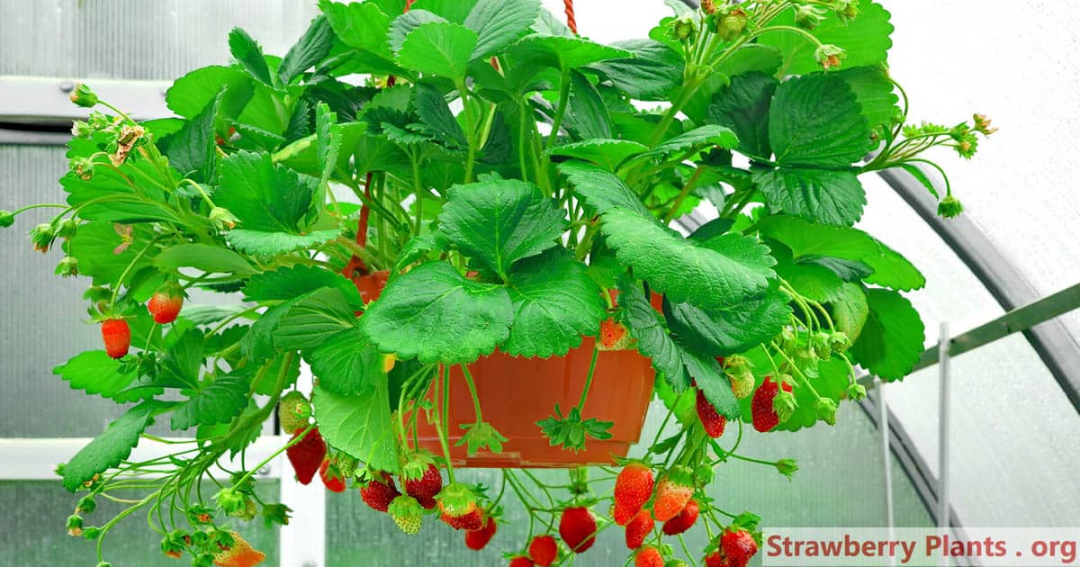 HANGING FRUIT BASKETS - STRAWBERRY BASKETS