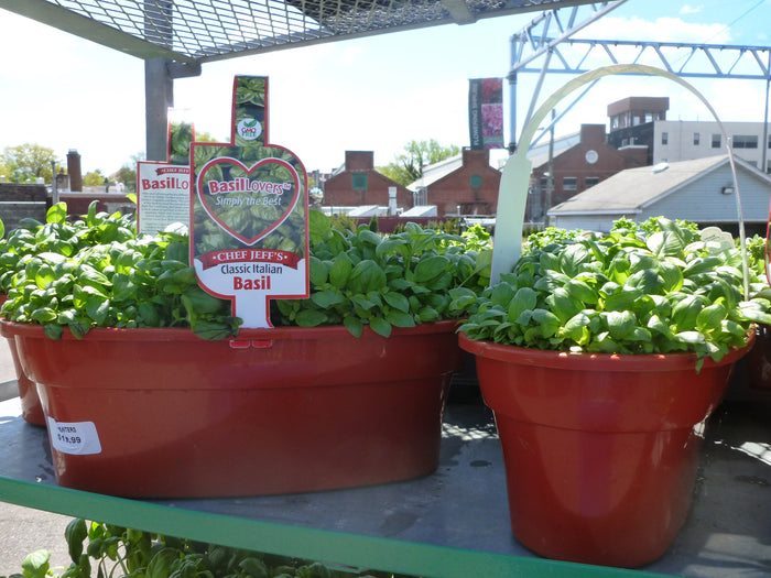 HERB BASKETS BASIL