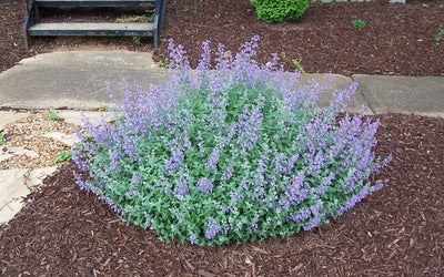 CATMINT