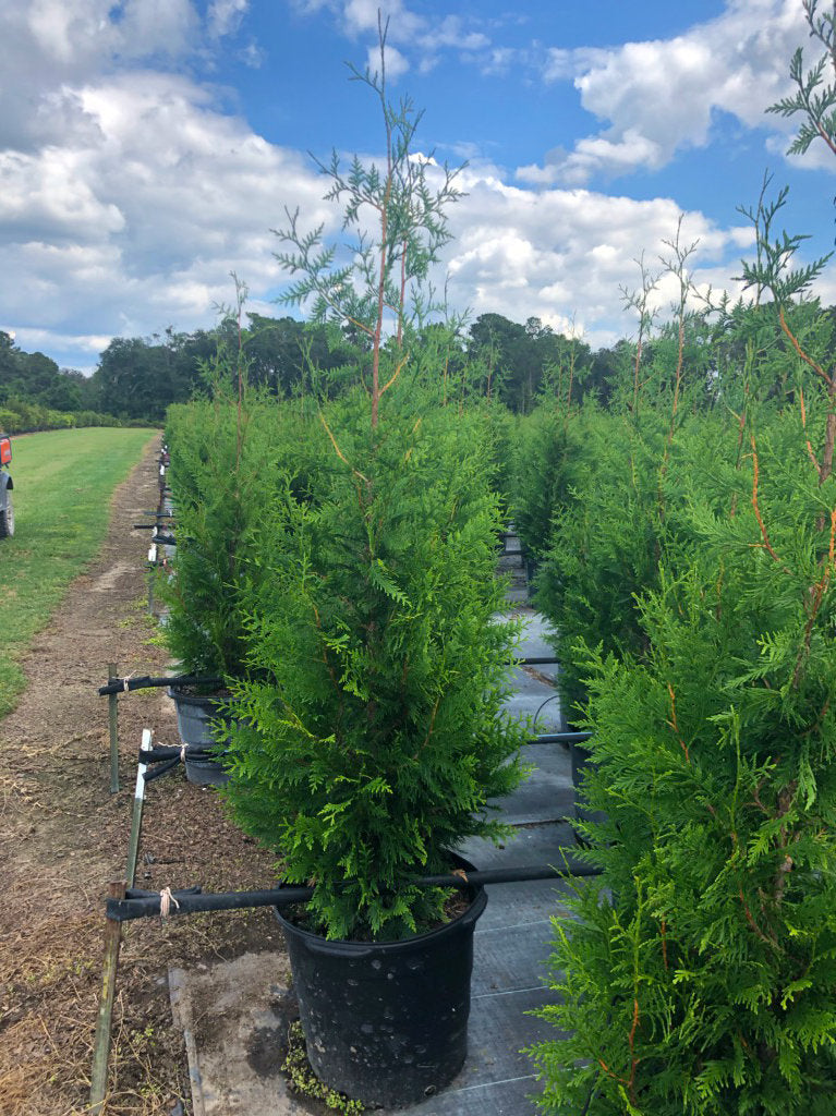 GREEN GIANT ARBORVITAE