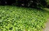 ENGLISH IVY GROUND COVER