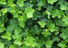 ENGLISH IVY GROUND COVER