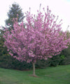 Pink Flowering Cherry Tree