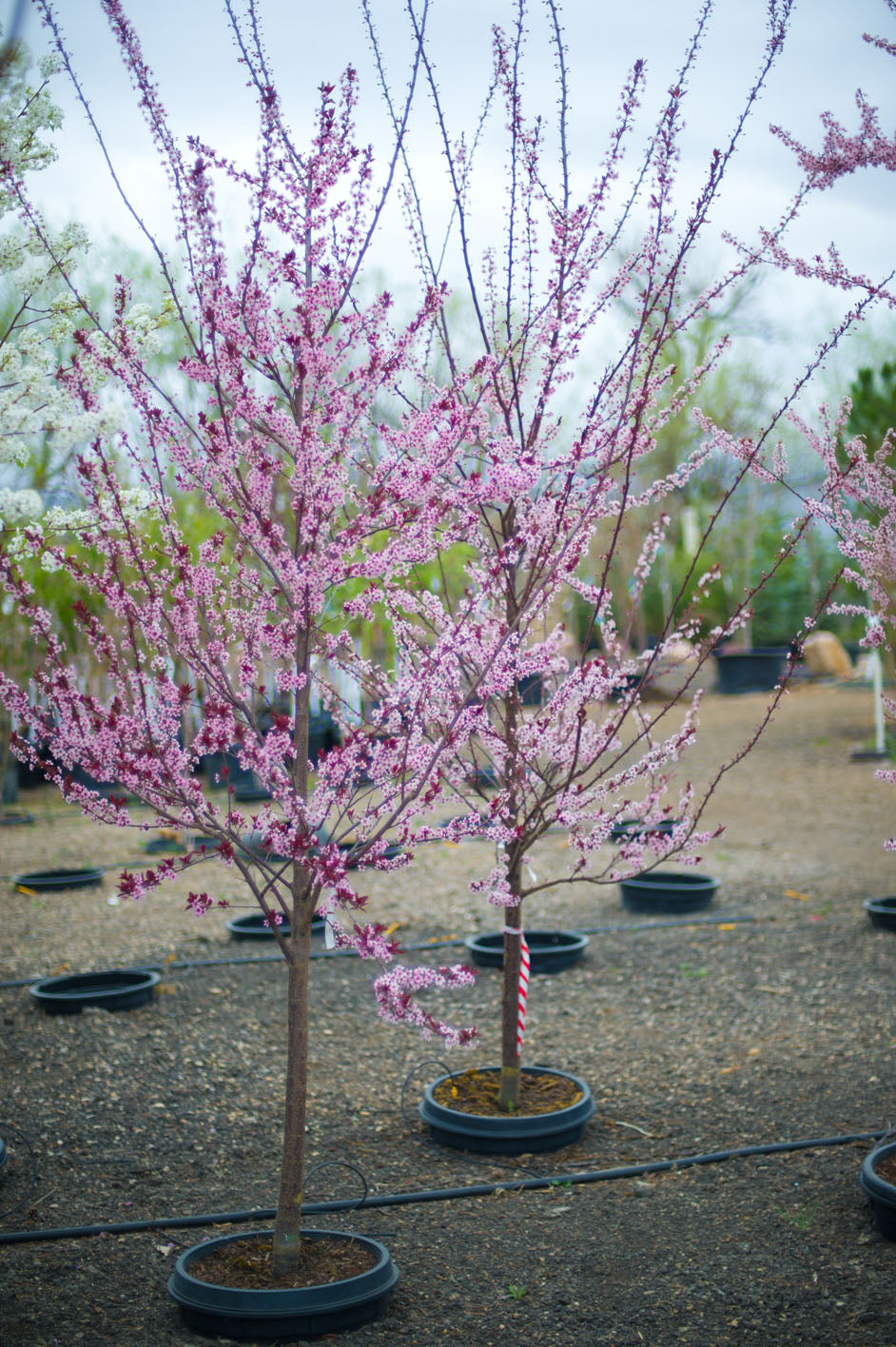 FLOWEING RED LEAF PLUM TREE