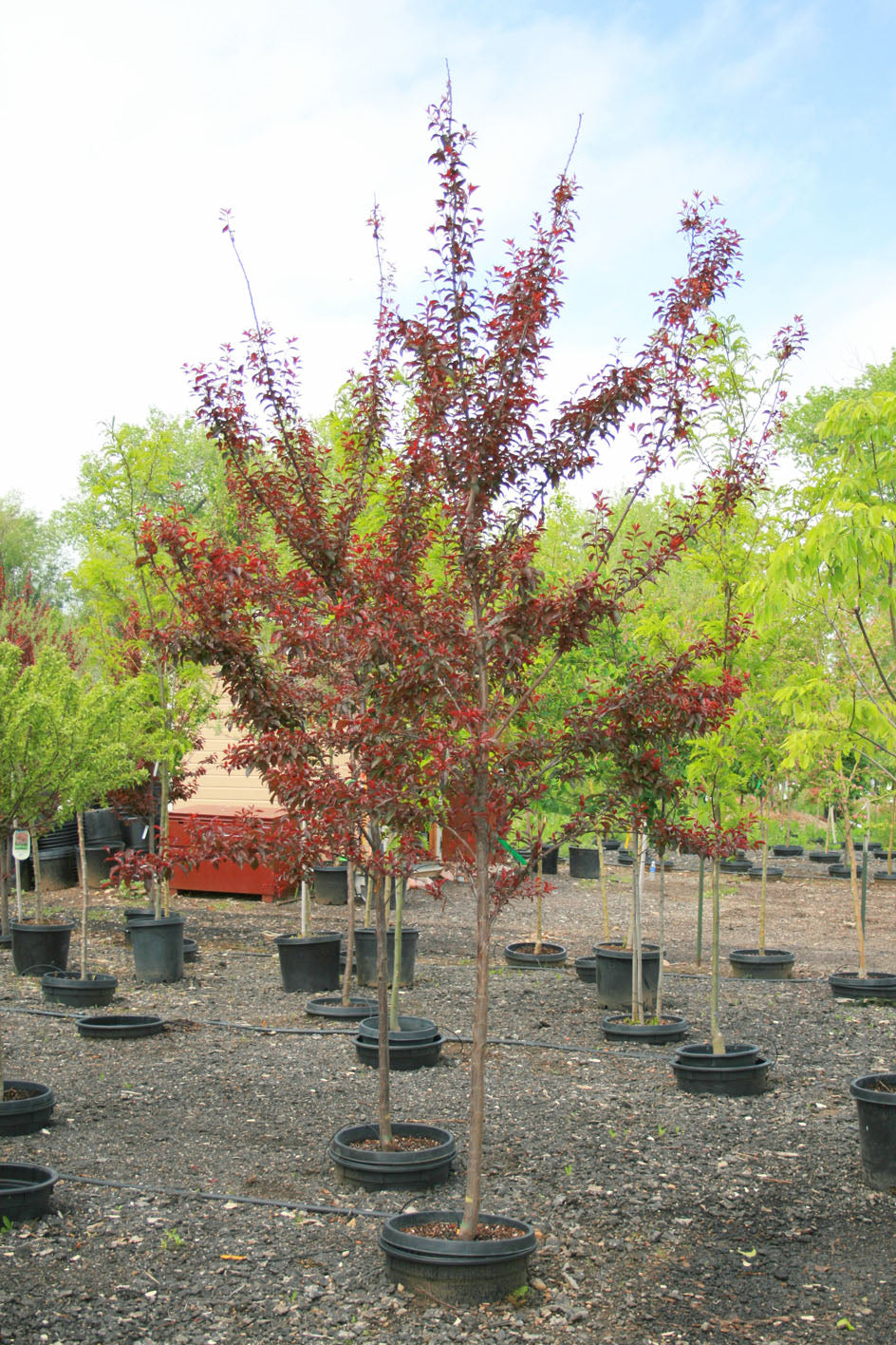 FLOWEING RED LEAF PLUM TREE