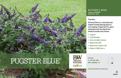PUGSTER BLUE BUTTERFLY BUSH