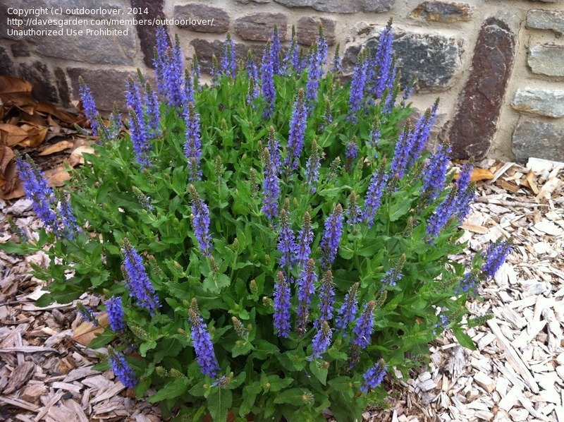 BLUE SALVIA