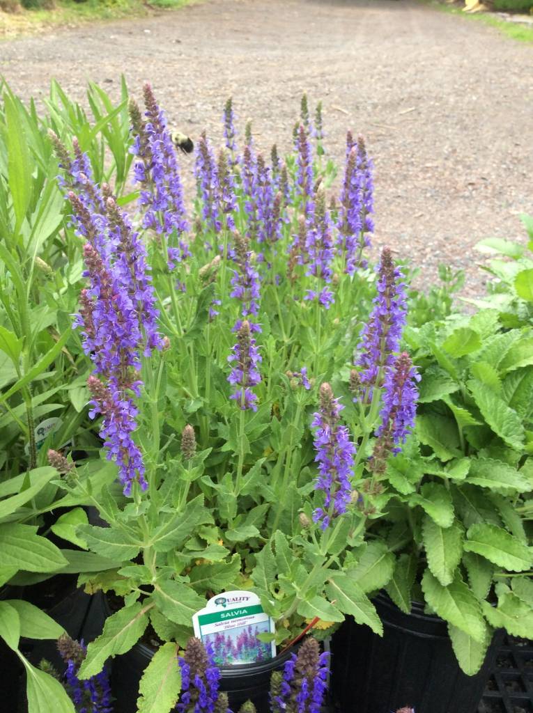 BLUE SALVIA