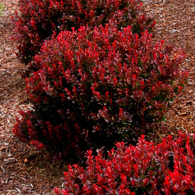 COMPACT RUBY BARBERRY