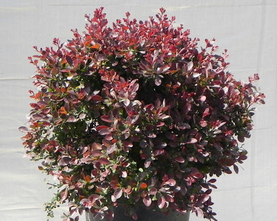 COMPACT RUBY BARBERRY