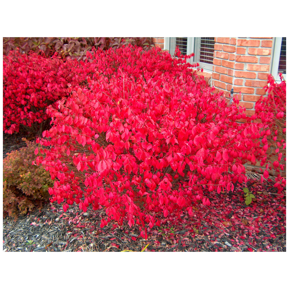 BURNING BUSH EUNYMOUS