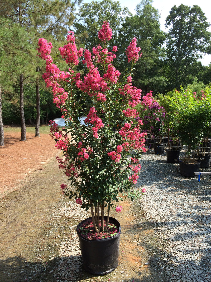 CRAPE MYRTLE TUSCARORA