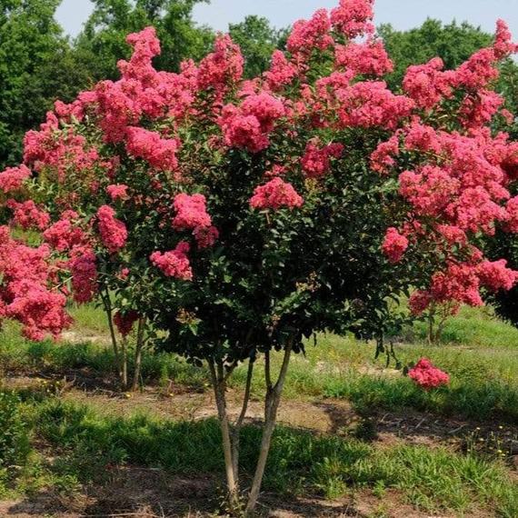 CRAPE MYRTLE TUSCARORA