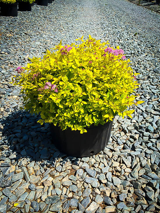 GOLD SPIREA