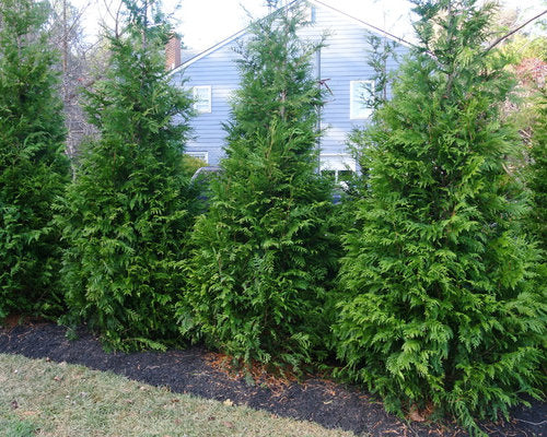 GREEN GIANT ARBORVITAE