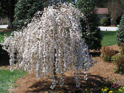 WHEEPING WHITE FLOWERING CHERRY TREE