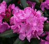 PINK CHARM RHODODENDRON